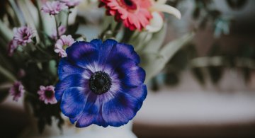Cele mai frumoase flori din lume, intr-un pictorial de exceptie