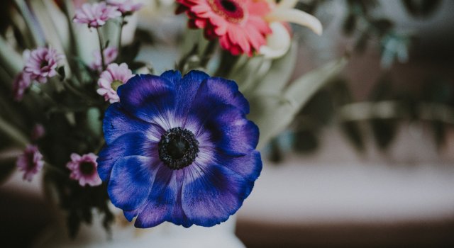 Cele mai frumoase flori din lume, intr-un pictorial de exceptie