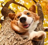 20+ Lucruri pe care orice posesor de caine le face in secret