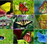 Cei mai frumosi fluturi din lume, in poze spectaculoase