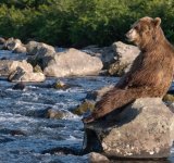Ursul brun din Kamchatka, intr-un pictorial de exceptie