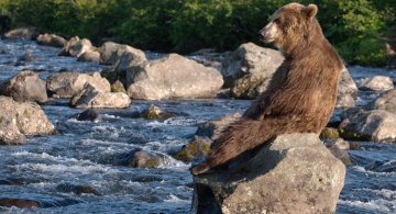 Ursul brun din Kamchatka, intr-un pictorial de exceptie