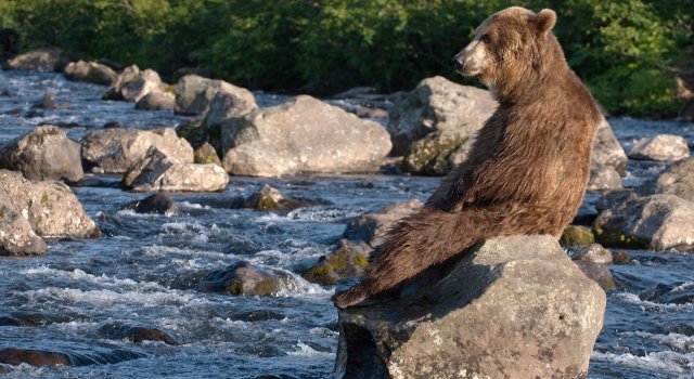 Ursul brun din Kamchatka, intr-un pictorial de exceptie