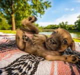 Concurs foto Kennel Club 2018: Cel mai bun prieten al omului, in poze spectaculoase