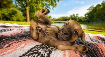 Concurs foto Kennel Club 2018: Cel mai bun prieten al omului, in poze spectaculoase