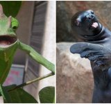 20+ Animale poznase care se stramba in fata aparatului foto