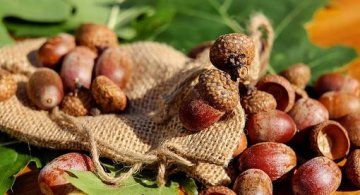 O reverenta, frunza... Cele mai frumoase poezii de toamna