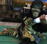 Cele mai prietenoase animale, in imagini induiosatoare