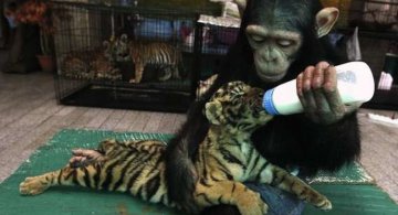 Cele mai prietenoase animale, in imagini induiosatoare