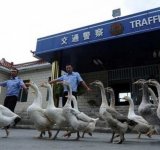 Cele mai ciudate lucruri care se pot intampla doar in China