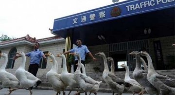 Cele mai ciudate lucruri care se pot intampla doar in China
