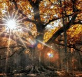 Padurile fermecate chiar exista! Poze superbe cu momente unice din sanul naturii