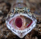 National Geographic: Cele mai bune poze ale anului 2018