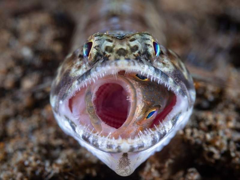 National Geographic: Cele mai bune poze ale anului 2018