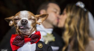 Cele mai bune fotografii de nunta din 2018