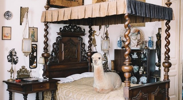 Cele mai zambarete animale din lume, in circumstante elegante
