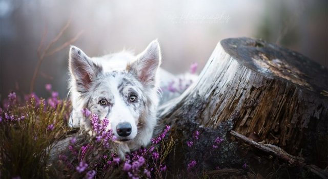 Caini Poze Cu Animale
