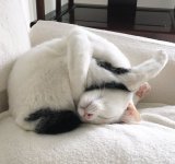 20+ Pisici adorabile si somnul lor nefiresc