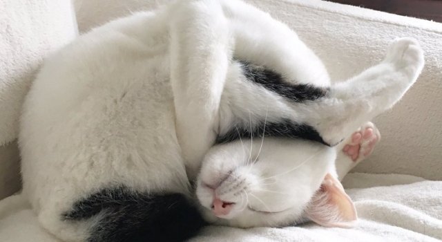 Poze Cu Animale Poze Cu Pisici