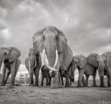Pe taramul gigantilor: Povestea ultimelor fotografii cu "Regina elefantilor"