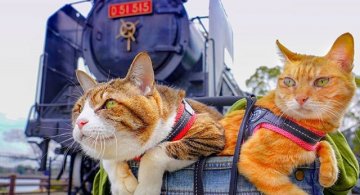 Jurnalul de calatorie al pisicilor plimbarete, in poze adorabile