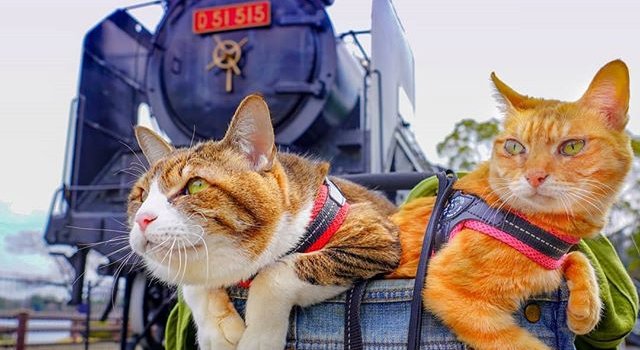 Feline Poze Cu Pisici
