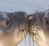 Cele mai simpatice animalute de la Polul Nord, in poze adorabile