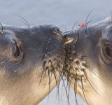 Cele mai simpatice animalute de la Polul Nord, in poze adorabile