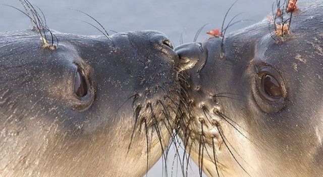 Cele mai simpatice animalute de la Polul Nord, in poze adorabile