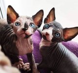 Frumusetea bizara a pisicutelor Sphynx, in poze de exceptie