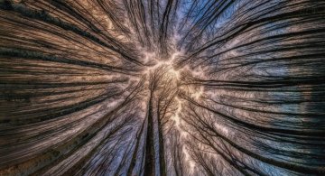 Splendoarea arborilor centenari, in urcusul lor spre cer