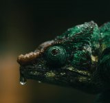 Frumusetea salbaticiei din Madagascar, in poze uluitoare