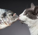 Cele mai frumoase pisici, intr-un pictorial atipic