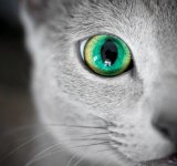 Pisicutele cu cei mai frumosi ochi din lume, in poze superbe