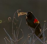 Concurs Foto Audubon 2019: Splendoarea pasarilor, in cele mai frumoase fotografii