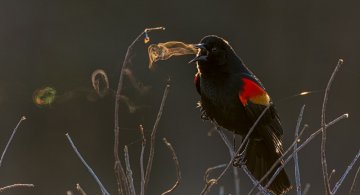 Concurs Foto Audubon 2019: Splendoarea pasarilor, in cele mai frumoase fotografii