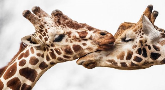 Animale Salbatice Poze Natura