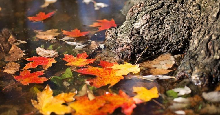 Top 15 Cele Mai Frumoase Citate Despre Toamna