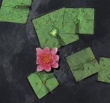 Flori patrate: Cand geometria naturii devine relativa