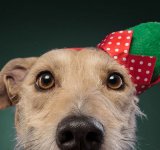 Cel mai bun prieten al omului, in ipostaze festive