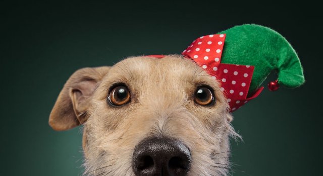 Cel mai bun prieten al omului, in ipostaze festive