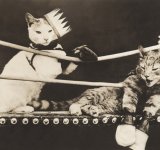Cele mai expresive animale, intr-un pictorial adorabil