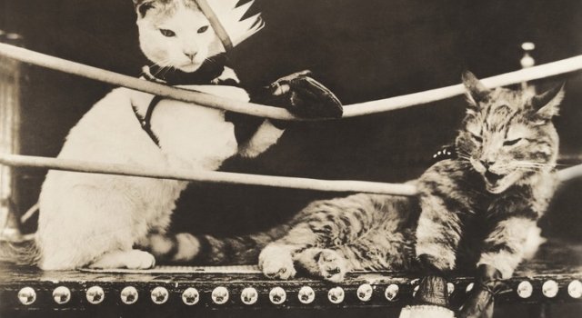 Cele mai expresive animale, intr-un pictorial adorabil