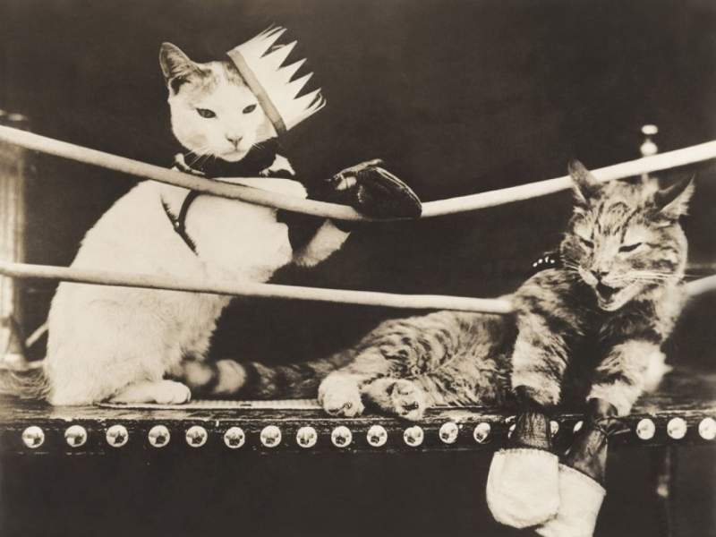 Cele mai expresive animale, intr-un pictorial adorabil