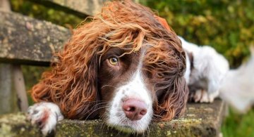 Simpaticul Finn, cainele cu freza de om