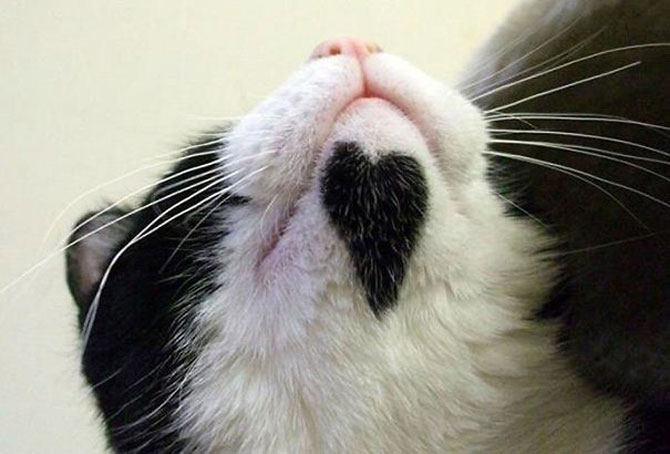 10 pisici celebre pentru blana lor - Poza 8