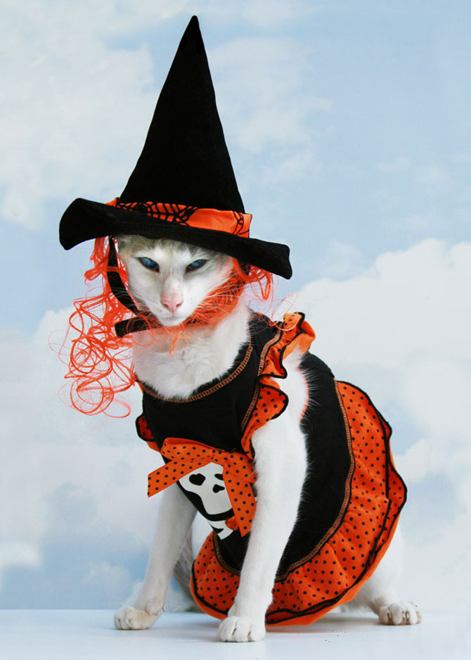 10 pisici in costume de Halloween - Poza 7