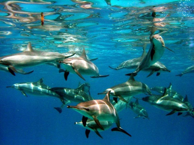 5 fotografii spectaculoase cu delfini - Poza 3