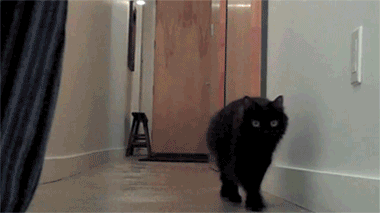 Cele mai haioase animatii cu pisici din 2013 - Poza 8