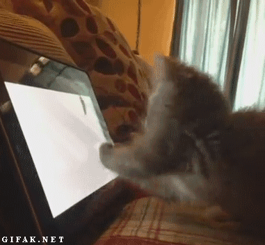 Cele mai haioase animatii cu pisici din 2013 - Poza 14